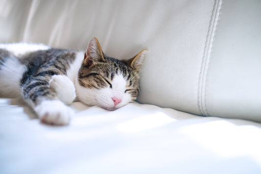 18 Tips to Create the Ultimate Sleep Environment and Improve Your Quality of Sleep